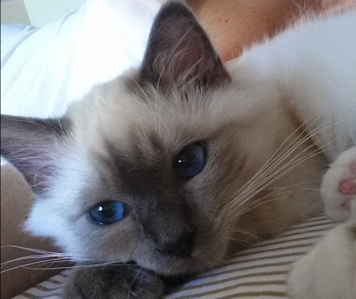 A cat with blue eyes laying on the bed